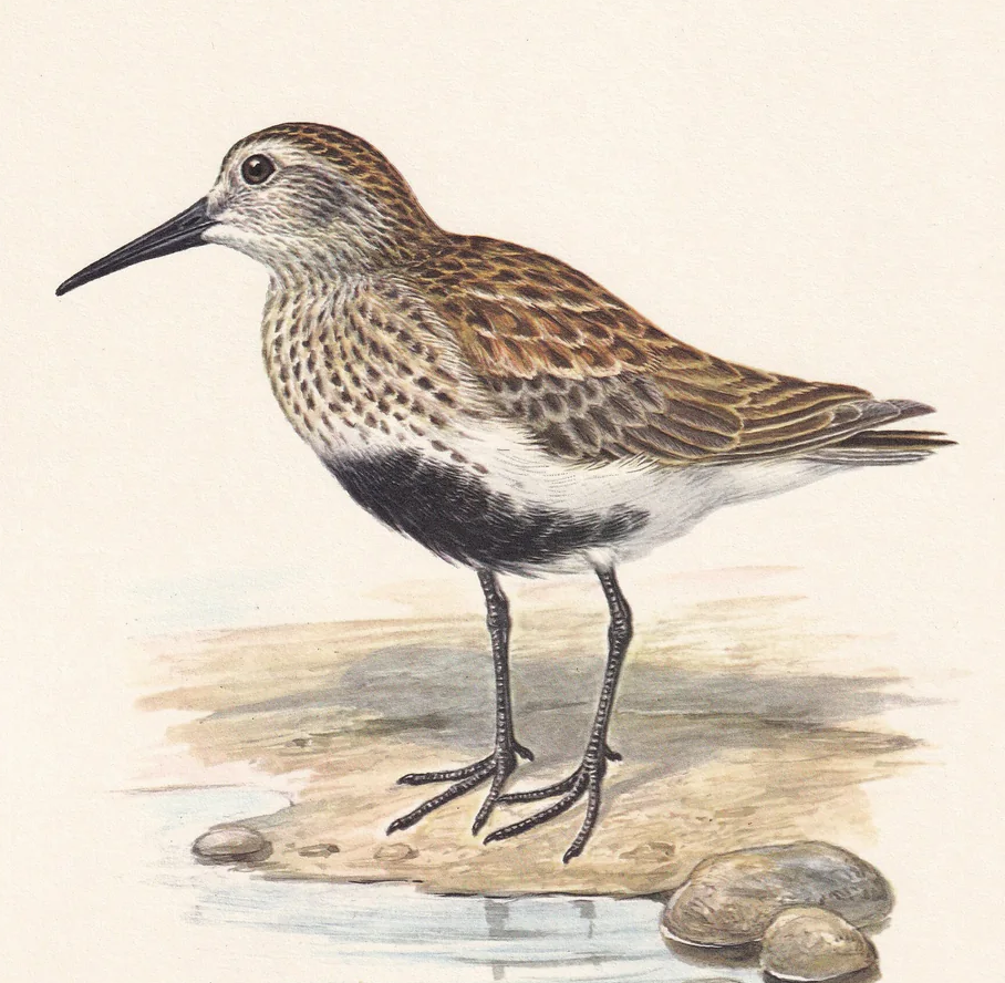 1960 DUNLIN Bird Print - Vintage Bird Print - Bird Illustration - Bird Wall Art - Bird Decor - 7.5 x 10.6 Inches