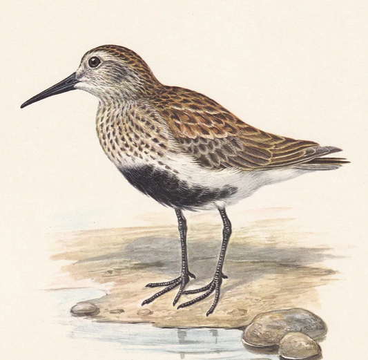 1960 DUNLIN Bird Print - Vintage Bird Print - Bird Illustration - Bird Wall Art - Bird Decor - 7.5 x 10.6 Inches