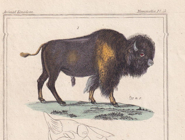 1834 BUFFALO & BISON Print - Hand-Coloured Antique - Cuvier - Animal Wall Art - Gift Decor - 5.3 x 8.2 Inches