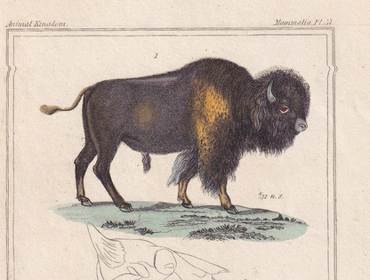 1834 BUFFALO & BISON Print - Hand-Coloured Antique - Cuvier - Animal Wall Art - Gift Decor - 5.3 x 8.2 Inches