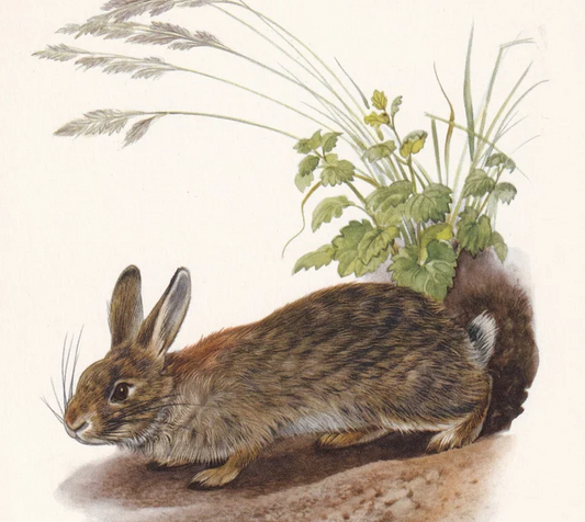 1960 EUROPEAN RABBIT Print - Vintage Animal Wall Art - 7.5 x 10.6 Inches