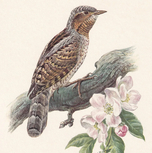 1960  WRYNECK Bird Print - Vintage Bird Print - Bird Illustration - Bird Wall Art - Bird Decor - 7.5 x 10.6 Inches