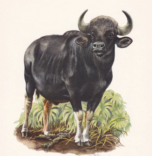 1960 GAUR Print - Vintage Animal Wall Art - 7.5 x 10.6 Inches