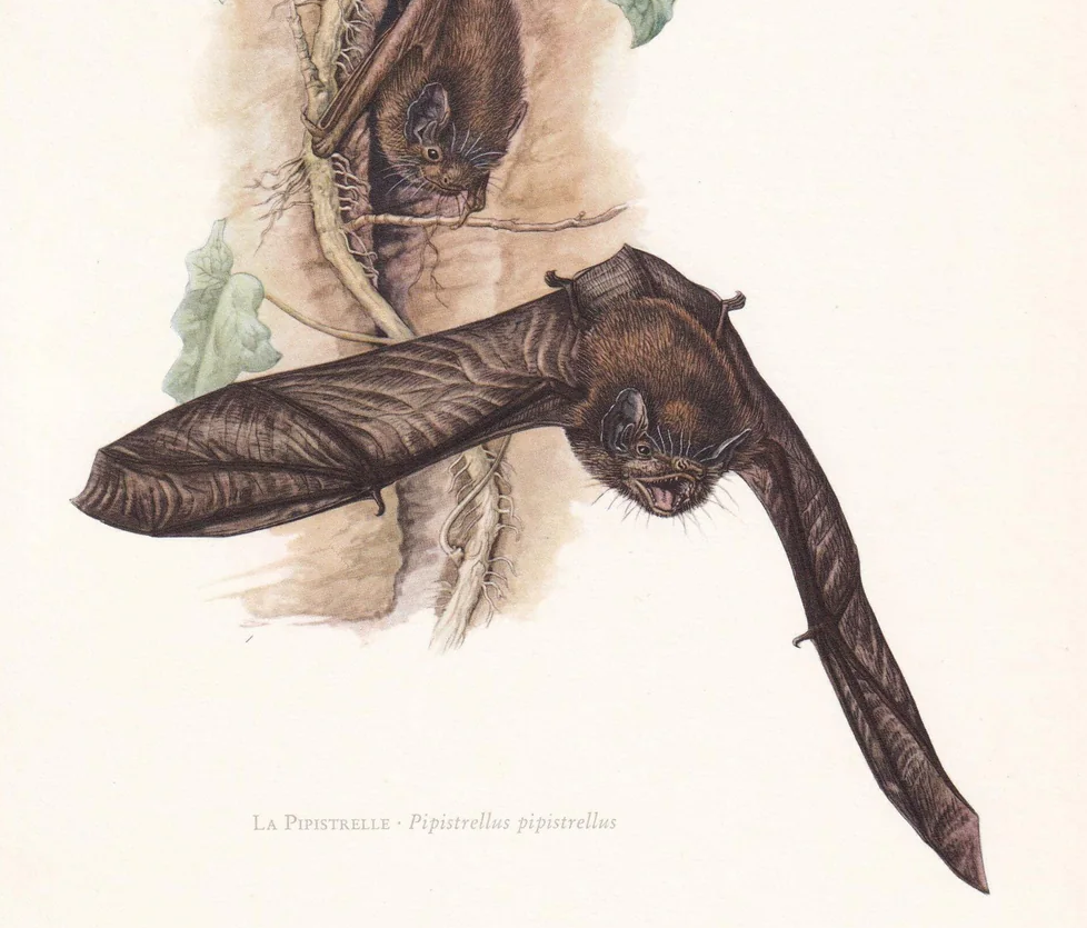 1960 PIPISTRELLE BAT Print - Bat Wall Art - Halloween Wall Art - Animal Wall Art - Vintage Bat Print - 7.5 x 10.6 Inches