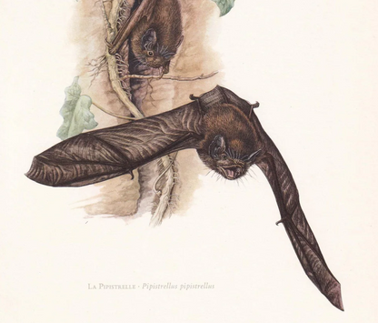 1960 PIPISTRELLE BAT Print - Bat Wall Art - Halloween Wall Art - Animal Wall Art - Vintage Bat Print - 7.5 x 10.6 Inches