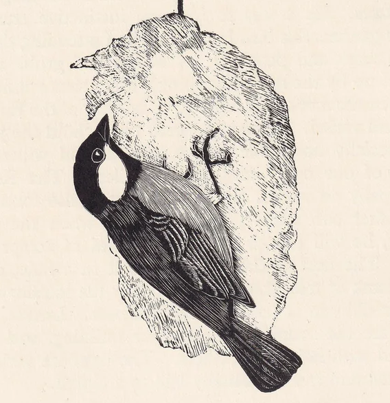 1929 GREAT TIT Print Wood Engraving - Bird Wall Art - Animal Wood Engraving - Antique Animal Print - 95 Years Old - 7.25 x 8 Inches