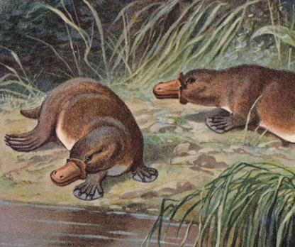 1902 PLATYPUS Print - Antique Animal Print - Platypus Wall Art - Australian Wall Art - 121 Years Old - 10.5 x 7.5 Inches