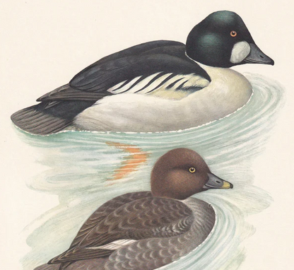 1960 COMMON GOLDENEYE DUCK Bird Print - Vintage Bird Print - Bird Illustration - Bird Wall Art - Bird Decor - 7.5 x 10.6 Inches