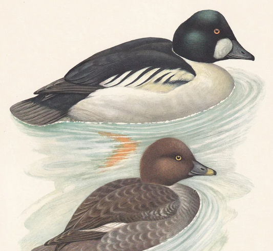 1960 COMMON GOLDENEYE DUCK Bird Print - Vintage Bird Print - Bird Illustration - Bird Wall Art - Bird Decor - 7.5 x 10.6 Inches