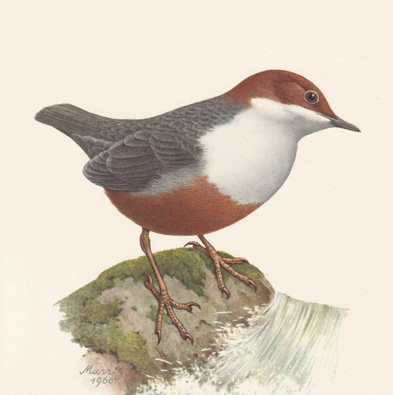 1960 WHITE-THROATED DIPPER Bird Print - Vintage Bird Print - Bird Illustration - Bird Wall Art - Bird Decor - 7.5 x 10.6 Inches