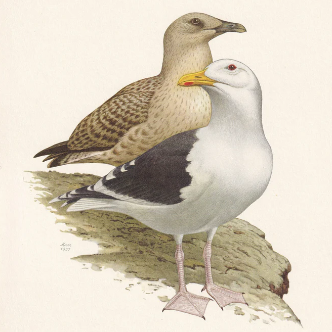 1960 BLACK-BACKED GULL Bird Print - Vintage Bird Print - Bird Illustration - Bird Wall Art - Bird Decor - 7.5 x 10.6 Inches