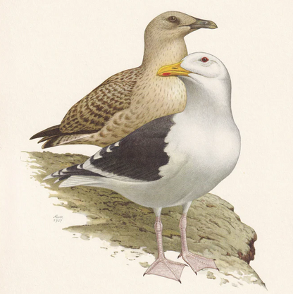 1960 BLACK-BACKED GULL Bird Print - Vintage Bird Print - Bird Illustration - Bird Wall Art - Bird Decor - 7.5 x 10.6 Inches