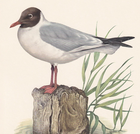 1960 BLACK-HEADED GULL Bird Print - Vintage Bird Print - Bird Illustration - Bird Wall Art - Bird Decor - 7.5 x 10.6 Inches