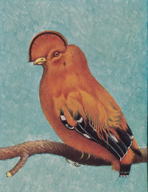 1934 COCK of the ROCK BIRD Print - Original Vintage Print - Animal Wall Art - Bird Wall Art - 89 Years Old - 9.15 x 6 Inches